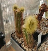 Backebergia-militaris