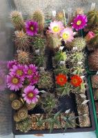 Echinocereus