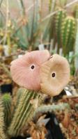 Hoodia
