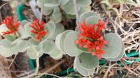 Kalanchoe farinacea