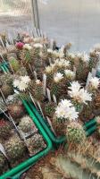Sclerocactus-1