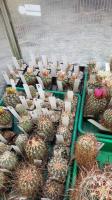Sclerocactus-2