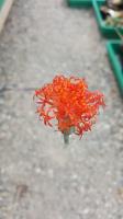 Senecio stapeliiformis