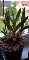 Eulophia petersii