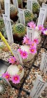 Mammillaria11