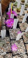 Mammillaria2