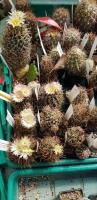 Pediocactus3