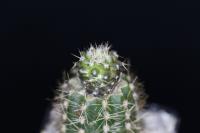 Copiapoa calderana v. spinosior PV 2139