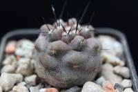 Copiapoa cinerea v. albispina JA 88