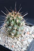 Copiapoa echinata  RCP 29