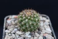 Copiapoa humilis ssp. variispinata WM 236