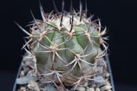 Copiapoa totoralensis AW 81