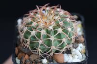 Discocactus bahiensis MH 633