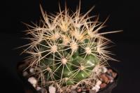 Discocactus-albispinus-MH-731-C
