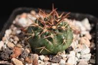 Discocactus-subviridigriseus-MH-730-C