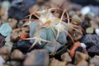 Echinocactus horizonthalonius PD 80