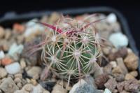 Echinomastus johnsonii v. lutescens SB 697