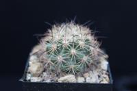 Echinomastus unguispinus v. durangensis VZD 814