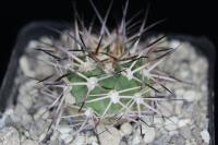 Acanthocalycium chionanthum AW 40