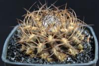 Eriosyce taltalensis RCP 39
