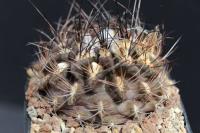 Pyrrhocactus taltalensis AW 275