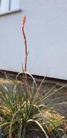 Flower4