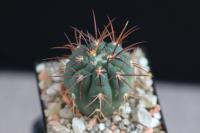 Gymnocalycium-spegazzinii-v.-horizontalonium-VS-108