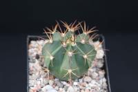Melocactus permutabilis-France