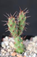 Opuntia sp. AW 127A