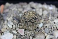 Sulcorebutia augustinii G 184