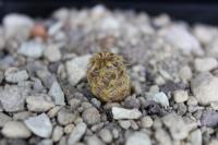 Sulcorebutia camargoensis HJ 843