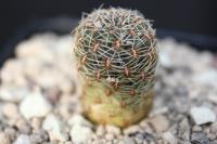 Sulcorebutia caracarensis AW 133