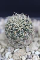 Sulcorebutia caracarensis KHM 236