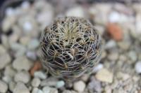 Sulcorebutia caracarensis MC 6309