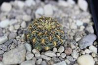 Sulcorebutia caracarensis af. EM 348