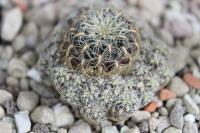 Sulcorebutia crispata HS 251
