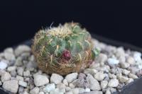 Sulcorebutia crispata HS 258
