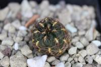 Sulcorebutia tarijensis ssp. carichimayuensis HE 223