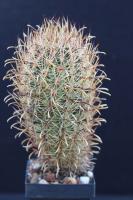 Ancistrocactus scheeri SB 862
