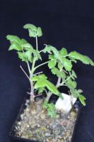 Boswellia-sacra-S