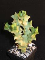 Caralluma-socotrana