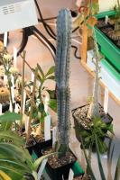 Euphorbia abdelkuri