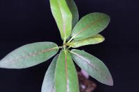 Jatropha-unicostata-S